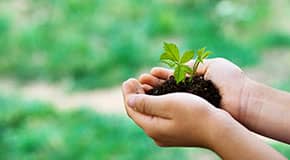 Two hands joined and holding dirt and a tiny plant growing in it