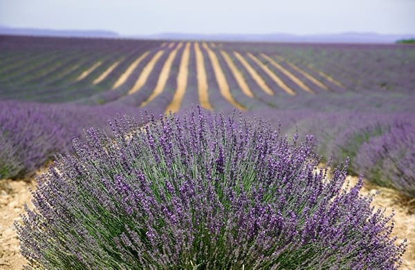 Lavender field