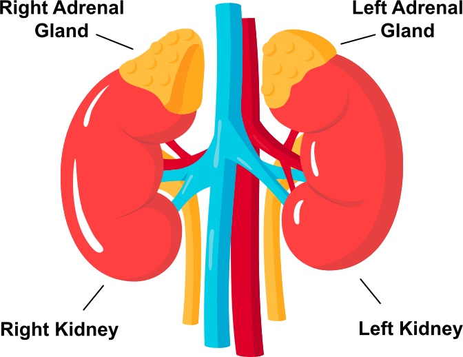 Kidneys and adrenal glands Oct25
